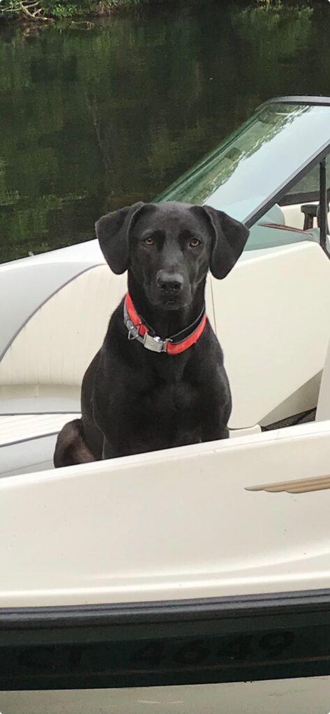 Bee is responsible for collecting treats from all members of the office and bringing them back to her office for testing. Unfortunately, a lot of them do not meet her high standards and will not be consumed… unless another office dog is interested and then they are fast tracked to approval.