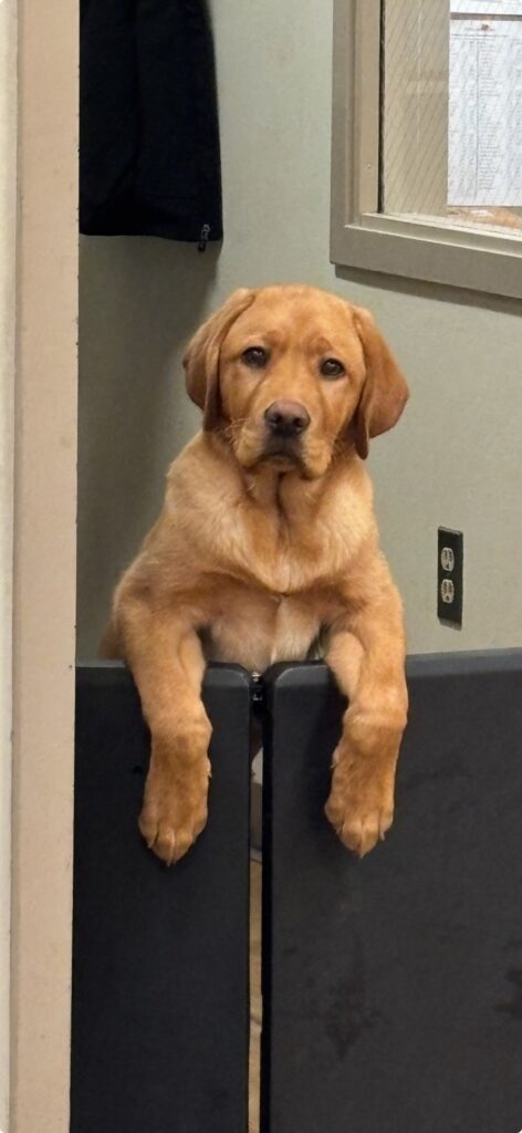 Bauer - Parts Retriever - Bauer is the proud head of the Parts Department, and he takes his job very seriously. With his nose for detail and a knack for tracking down even the most elusive pieces, Bauer ensures every project has the parts it needs, right on time.
