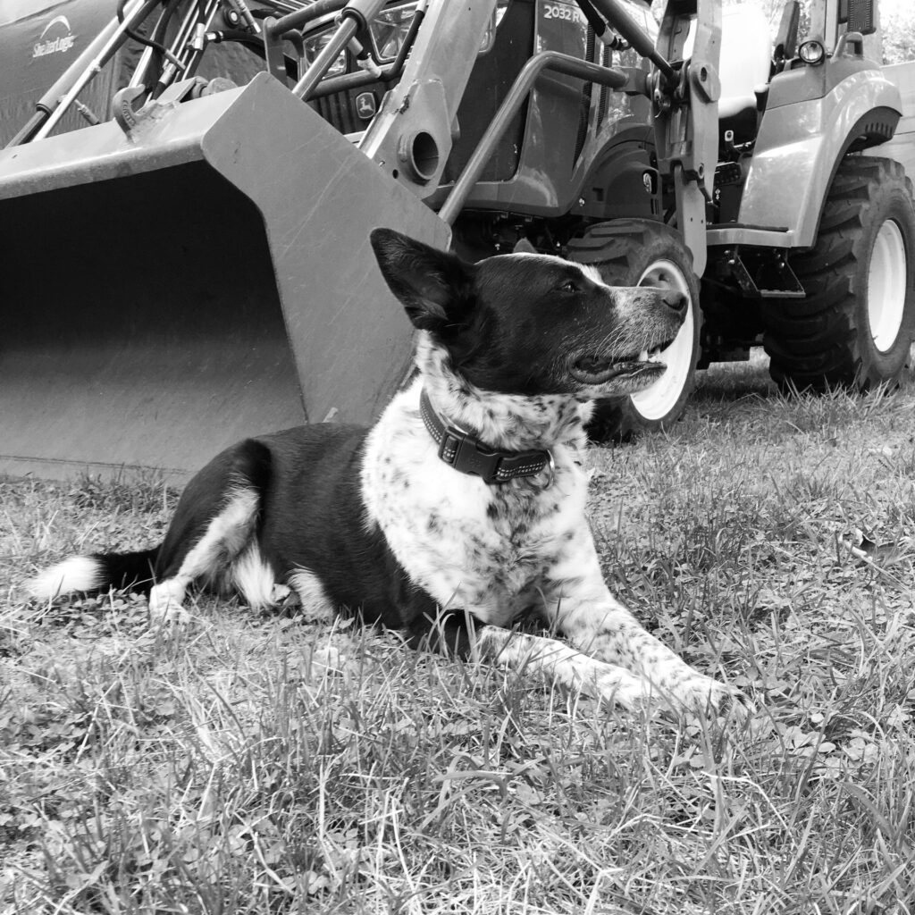 Blue- Herding Coordinator of Equipment - lue serves as the Herding Coordinator for equipment, a role perfectly suited to her natural talents and boundless energy. Each day, Blue patrols the office, ensuring that John Deere, Wirtgen, and other essential equipment are always in the right place.