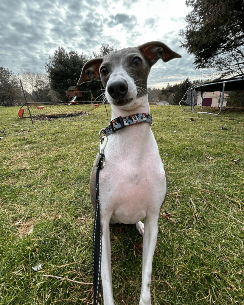 Bolt - Intern - Bolt is an enthusiastic office intern who lifts everyone’s spirits with his playful attitude, helps out around the office, and quickly becomes a beloved team member.