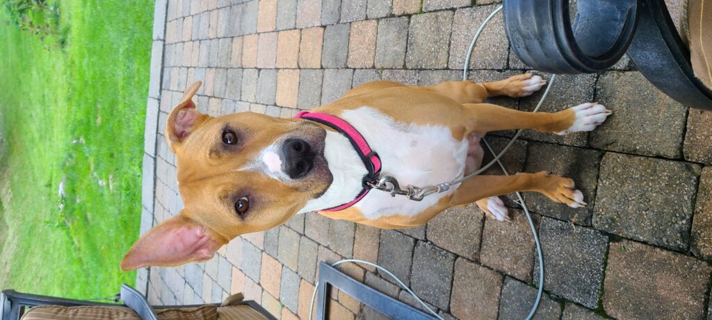 Kali -  Director of Pawsitivity - Kali is the Director of Pawsitivity, a role that fits her sunny personality to a tee. Every day, Kali makes it her mission to spread joy and encouragement throughout the office, greeting everyone with a wagging tail 